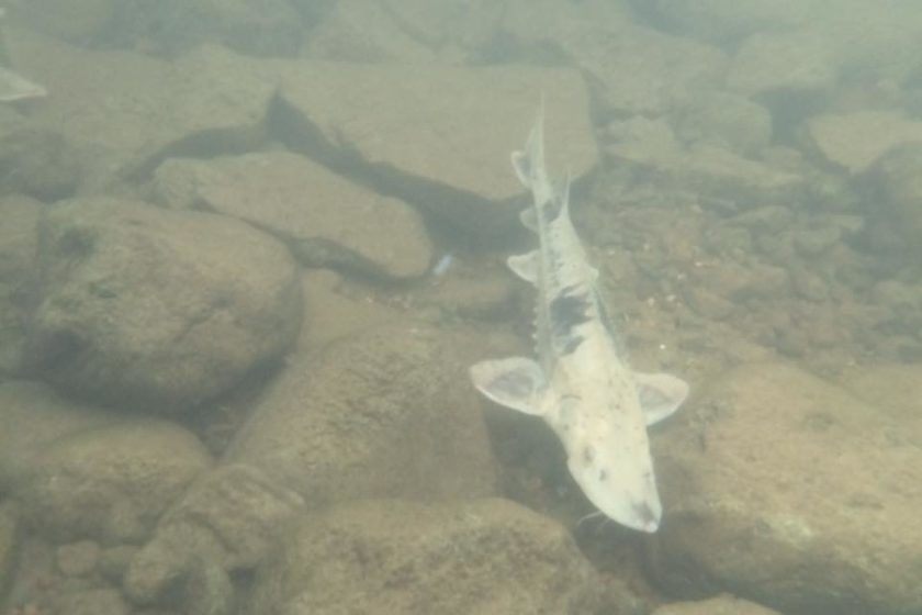 Album: MSU/MiDNR Black River Sturgeon Facility